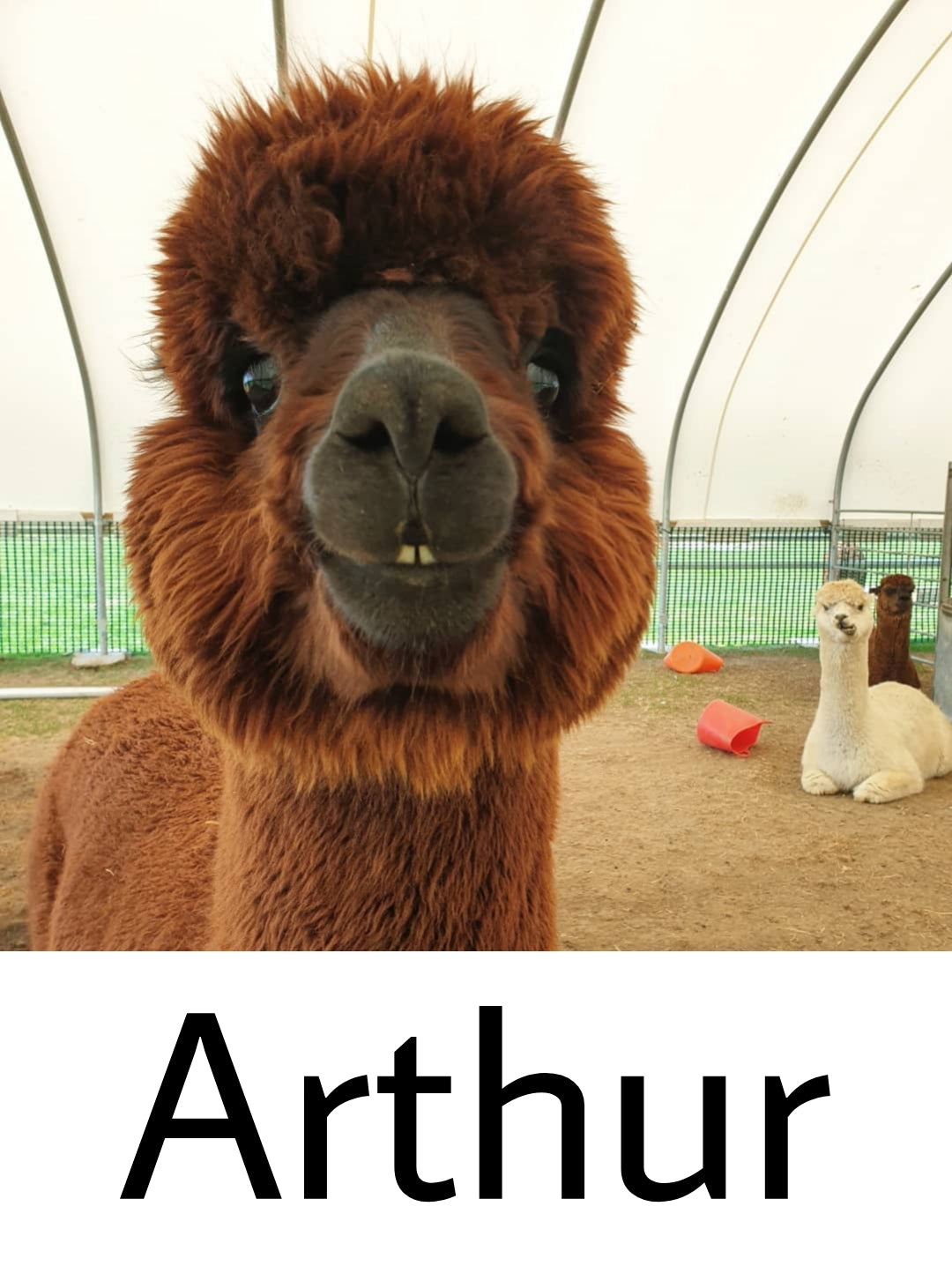 Everyday Alpaca Socks - Brown (Arthur)