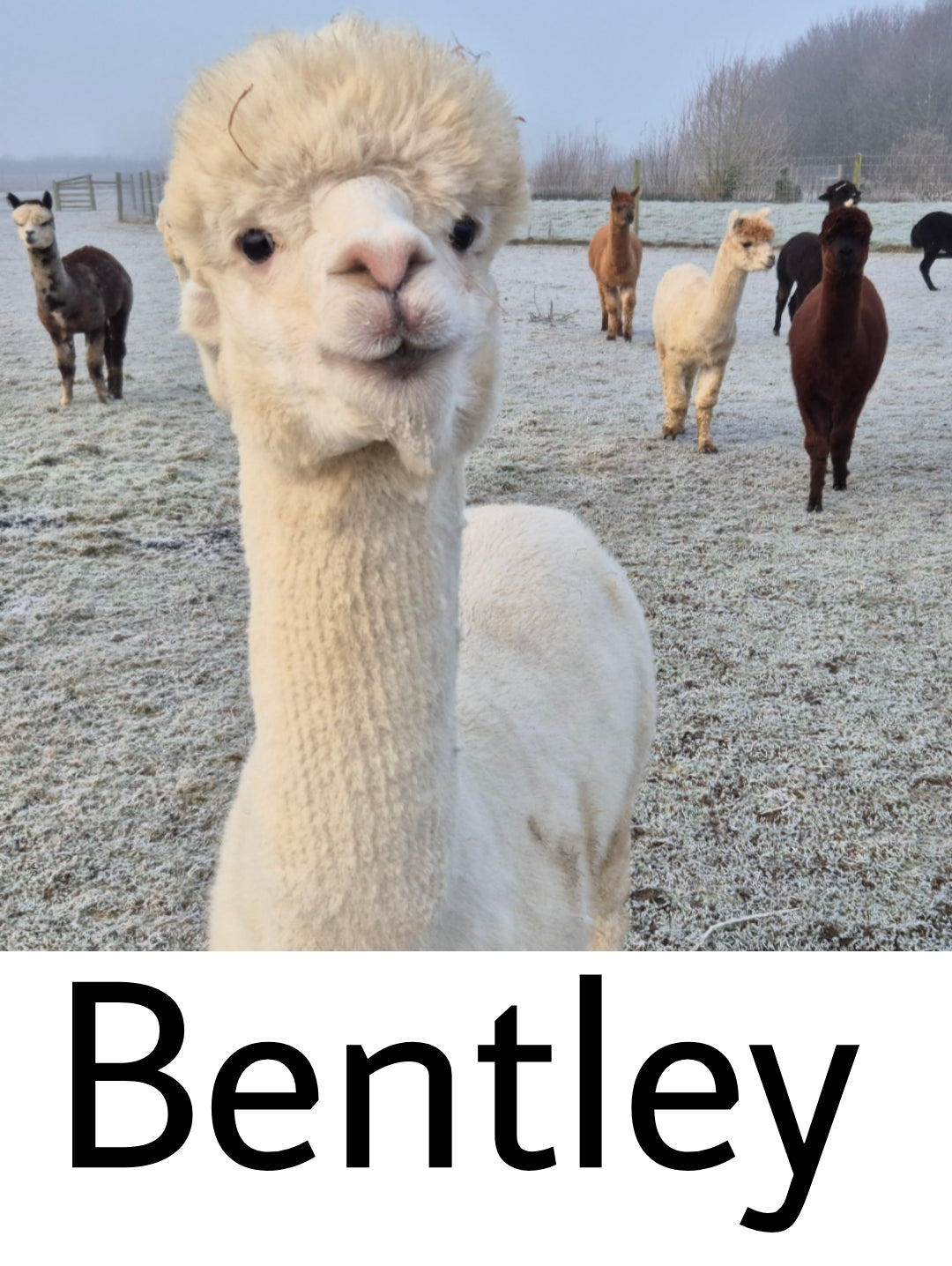 Everyday Alpaca Socks - White (Bentley)