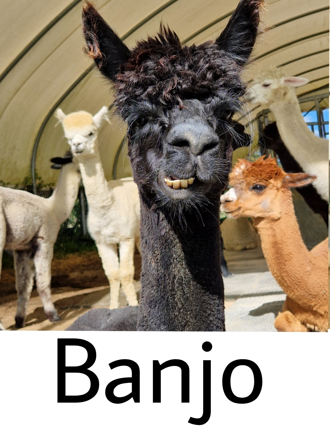 Everyday Alpaca Socks - Black (Banjo)