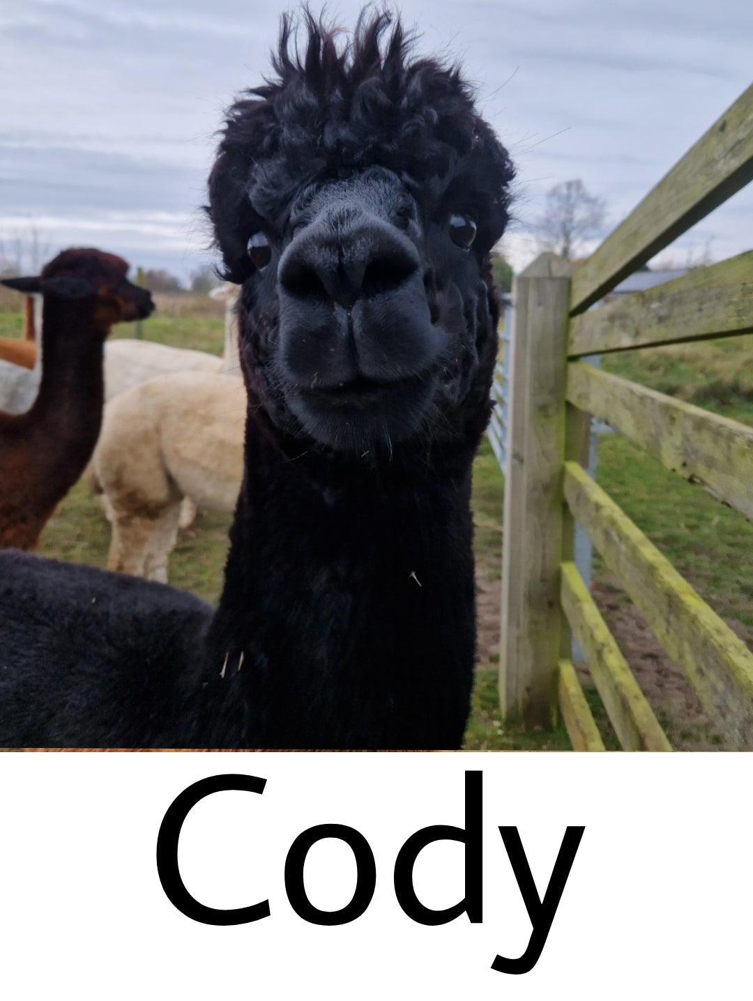 Extra Thick Alpaca Socks - Black (Cody)