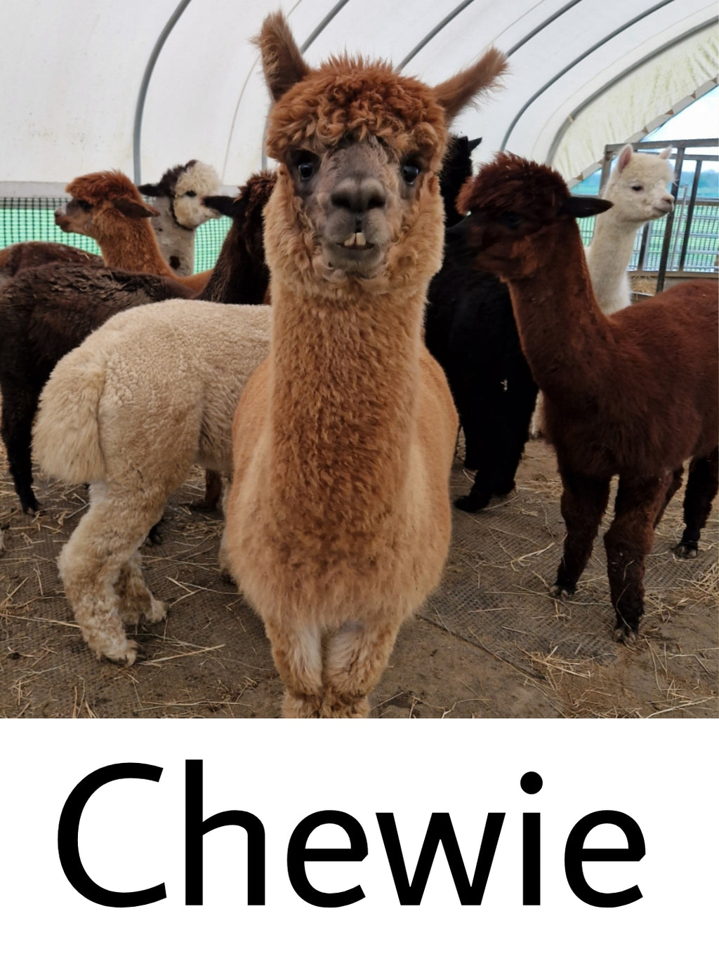 Alpaca Figurines - mini