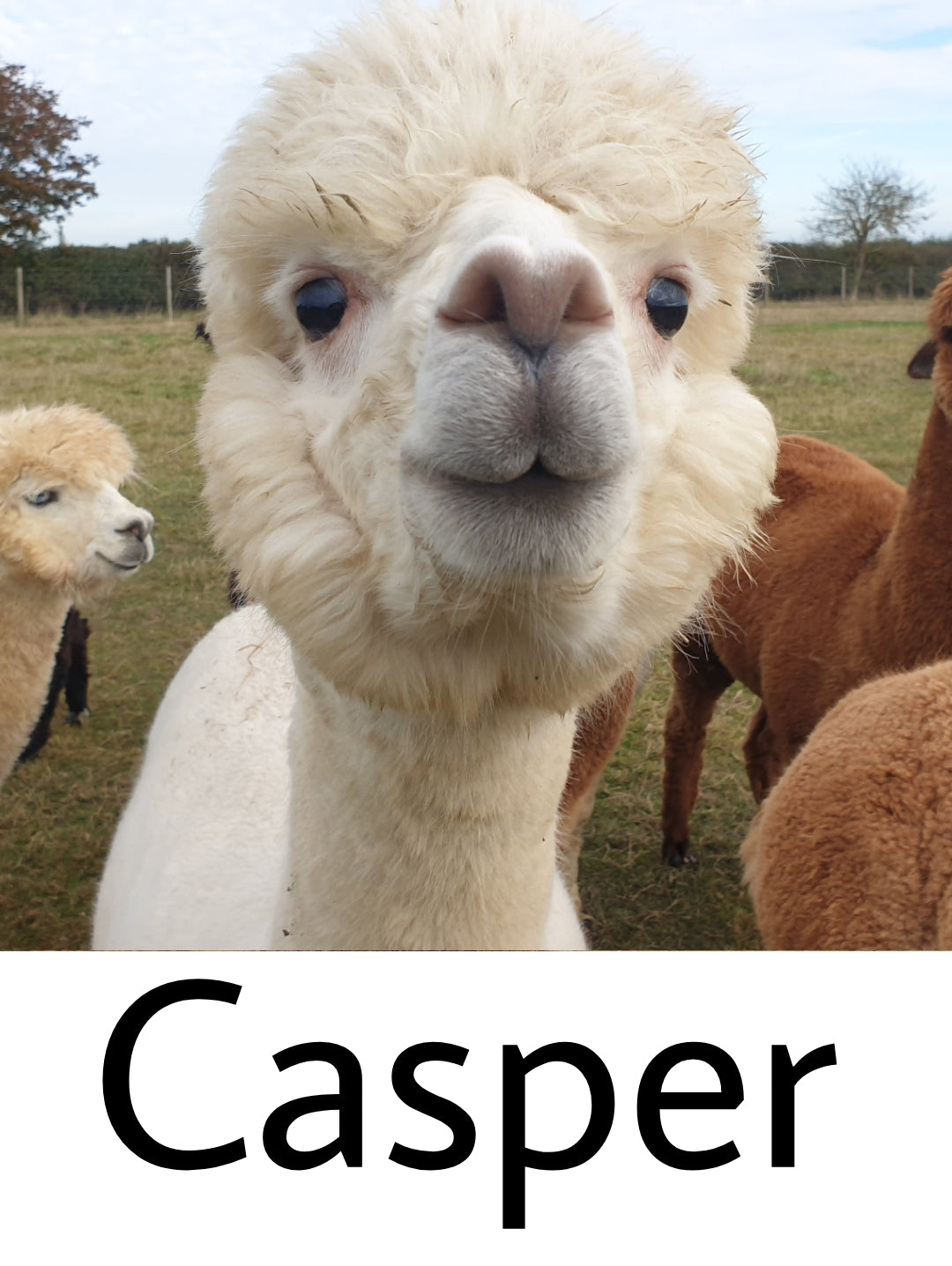 Medium Weight Alpaca Socks - White (Casper)