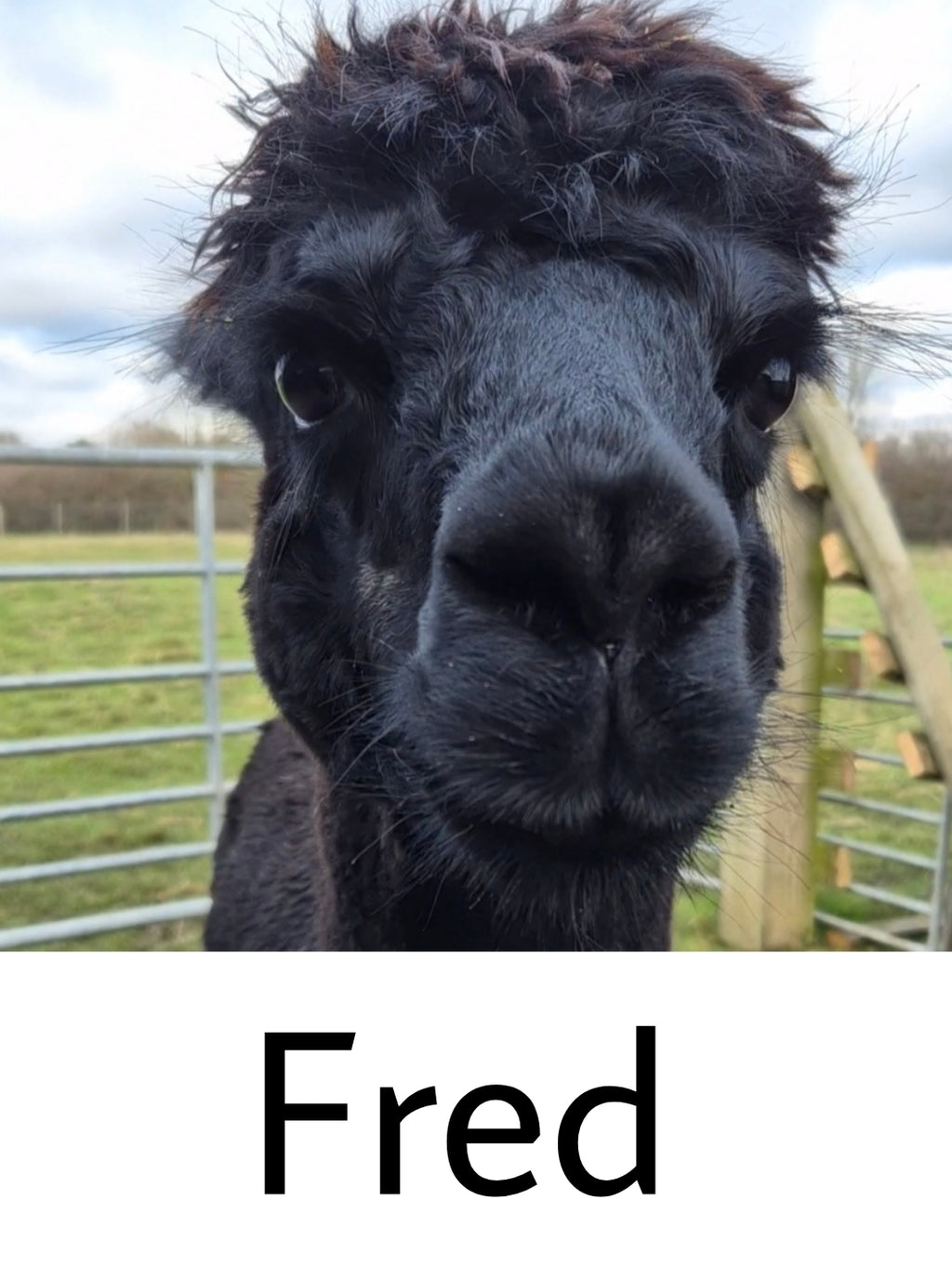 Everyday Alpaca Socks - Black (Fred)