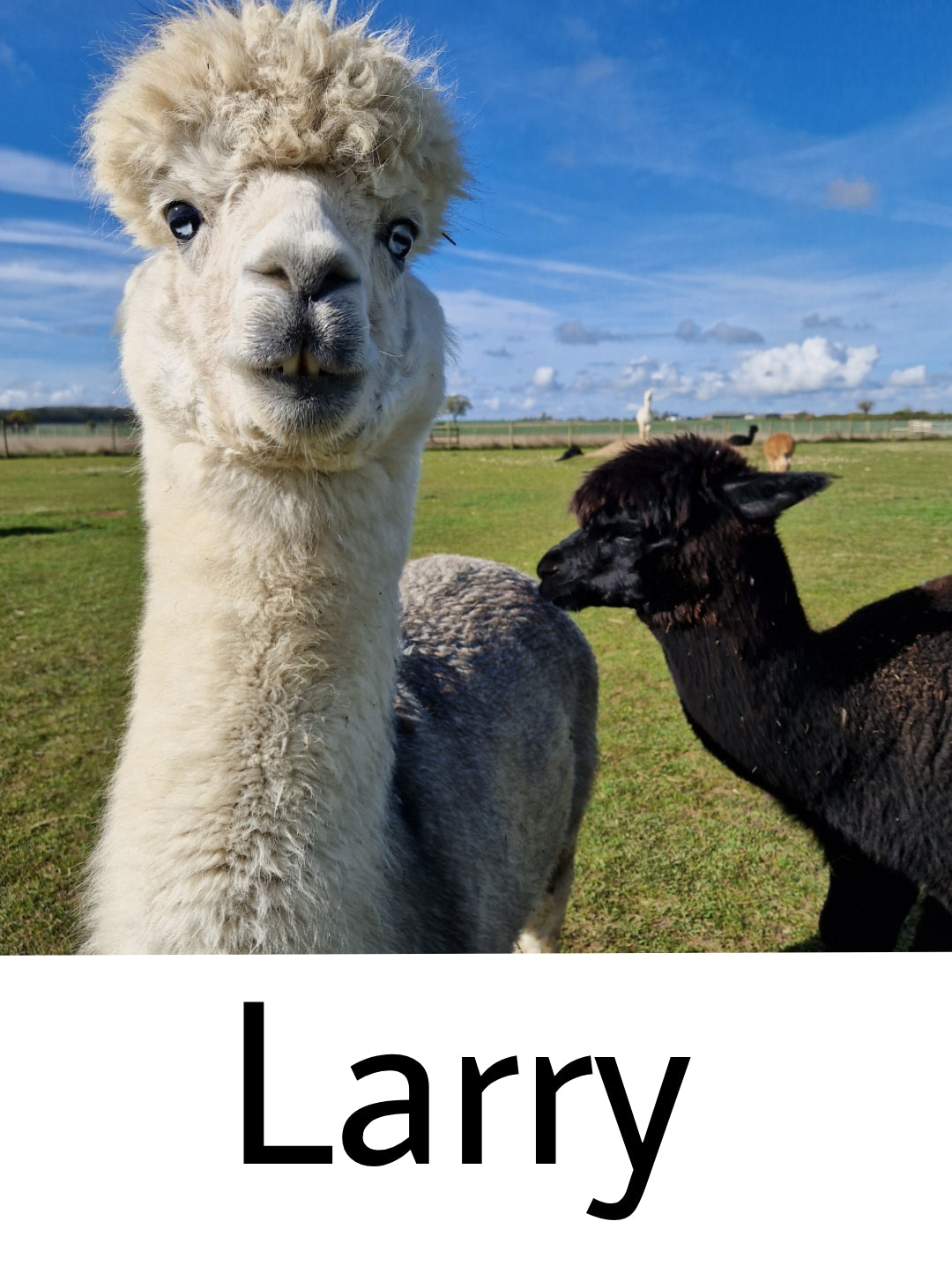 Blanket - chunky knit grey and white striped.