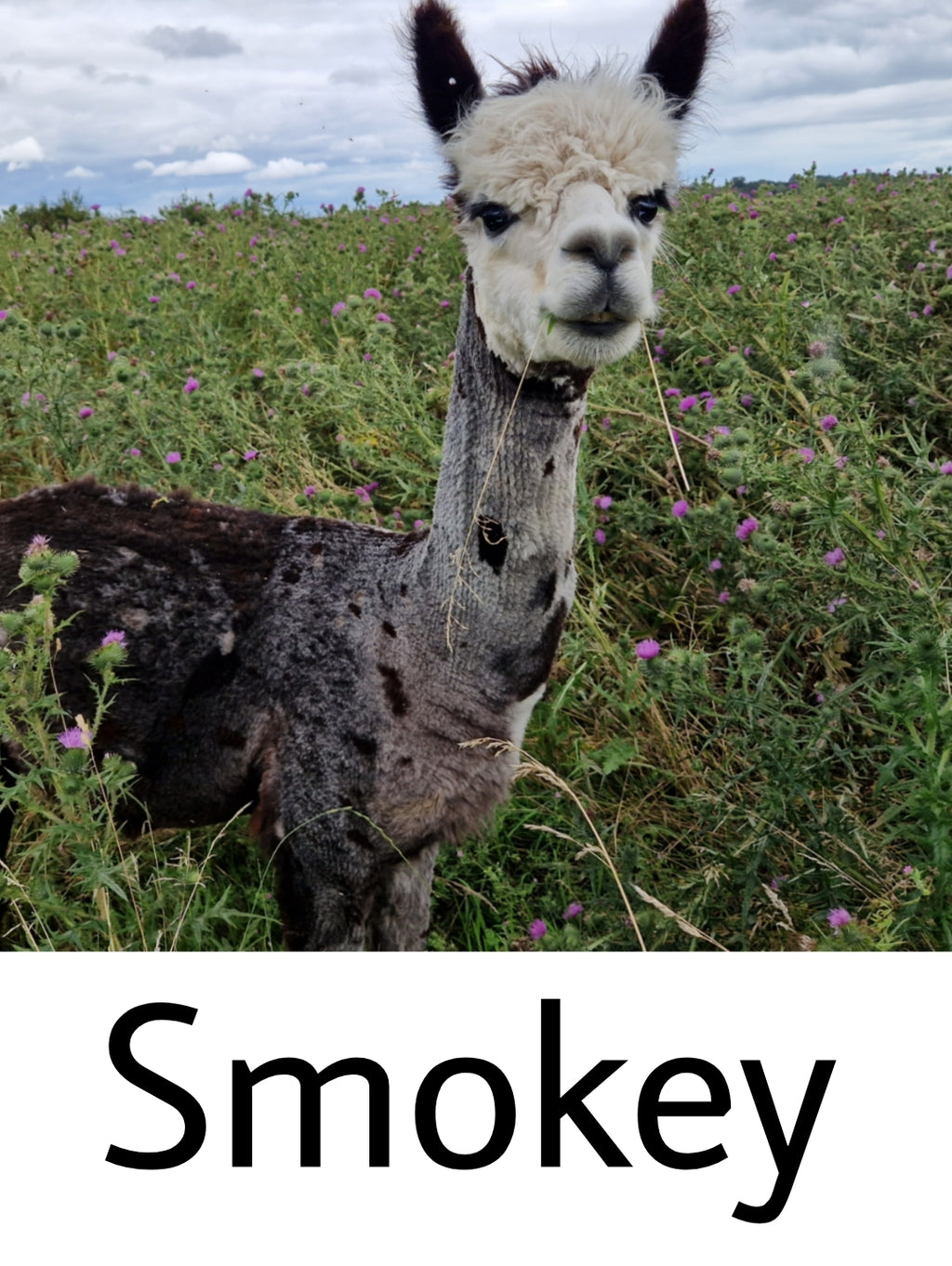 Alpaca Figurines - mini