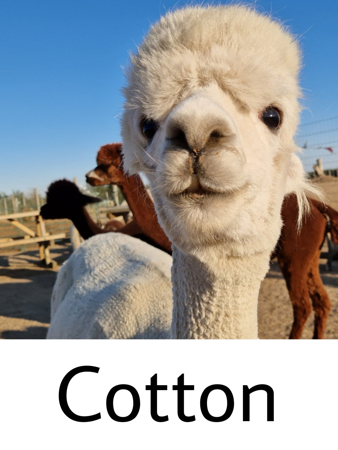 Extra Thick Alpaca Socks - White (Cotton)