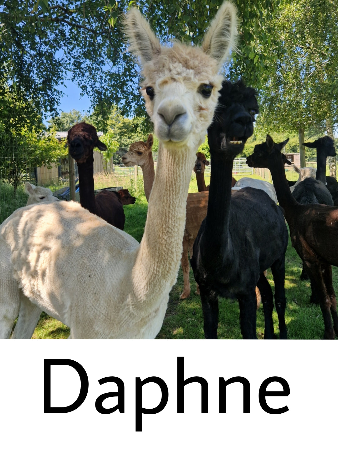 Blanket - chunky light cream