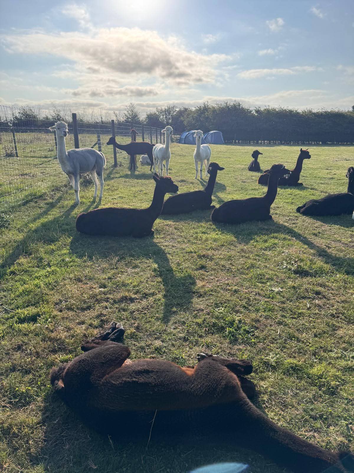 The Stubbs Farm Sleepover