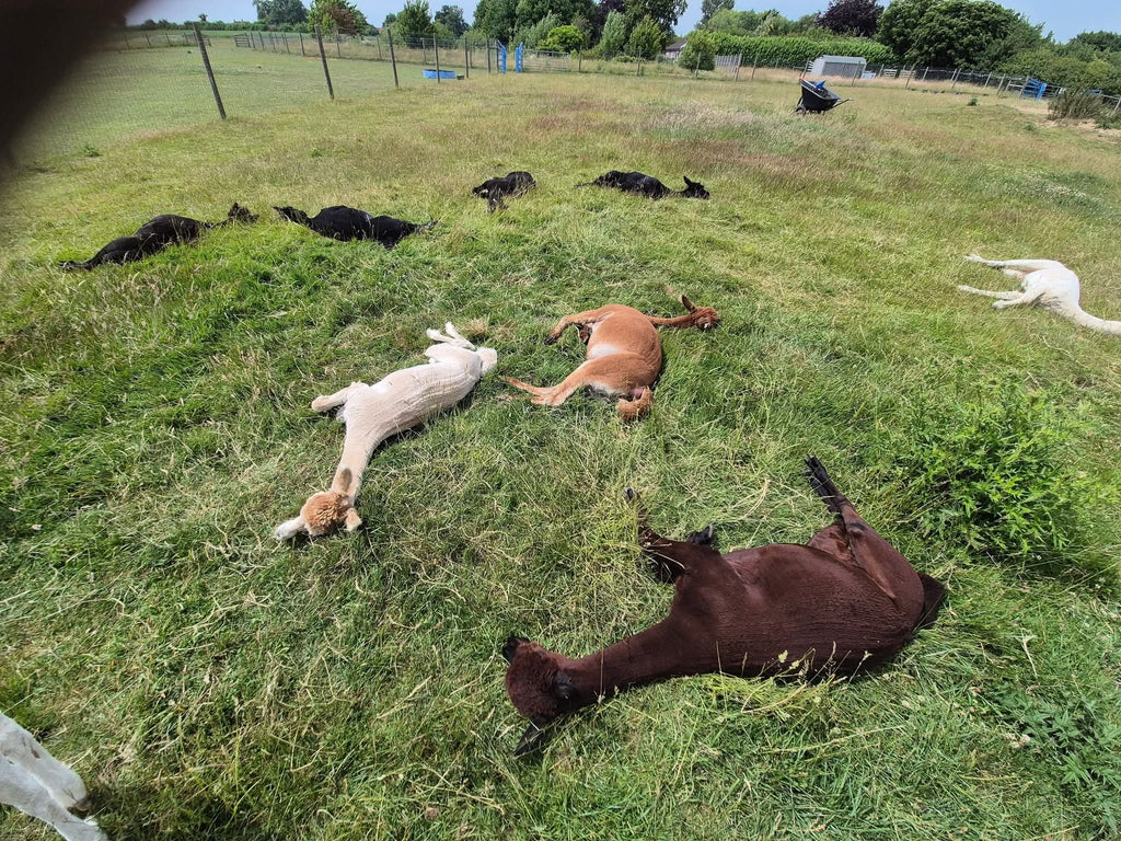 The Stubbs Farm Sleepover